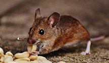 24 Hour & Emergency Exterminators in Saint Anthony, MN